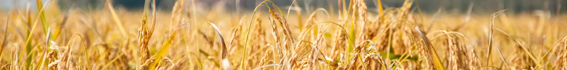 3rd European Carbon Farming Summit cover image